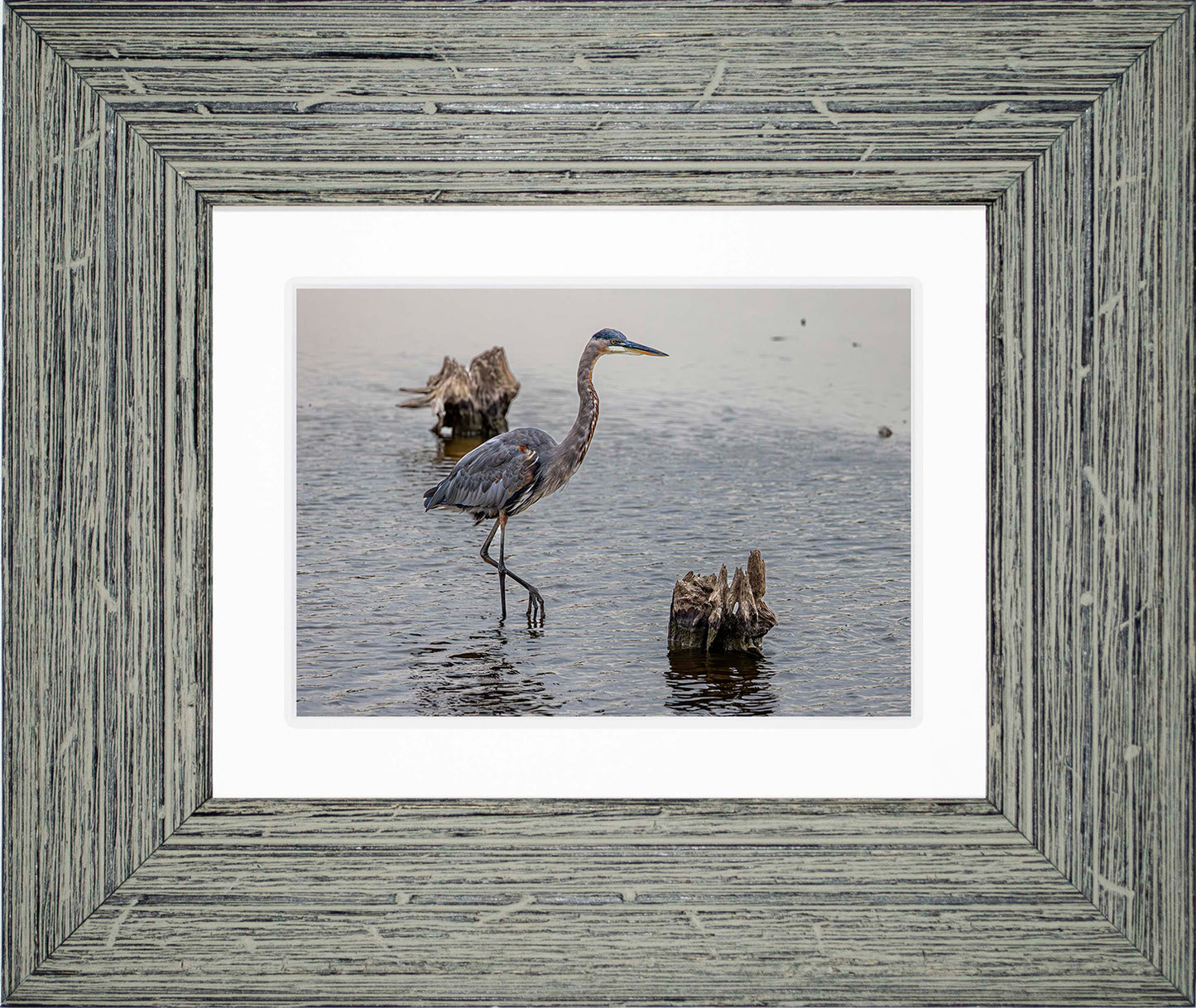 Great Blue at the Stumps -- Digital Print