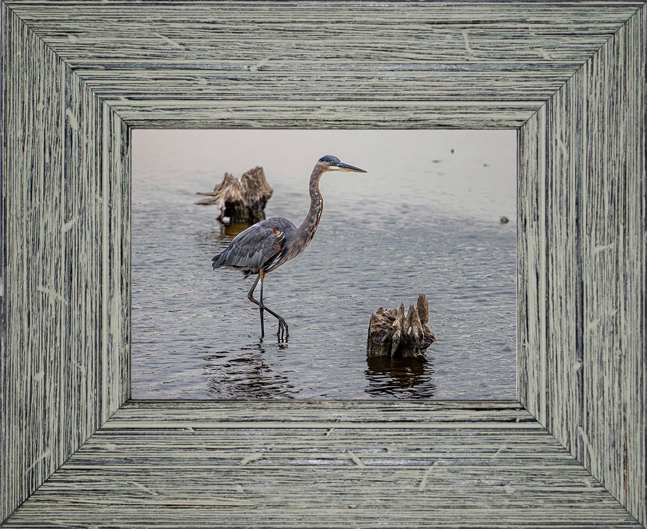 Great Blue at the Stumps -- Digital Print