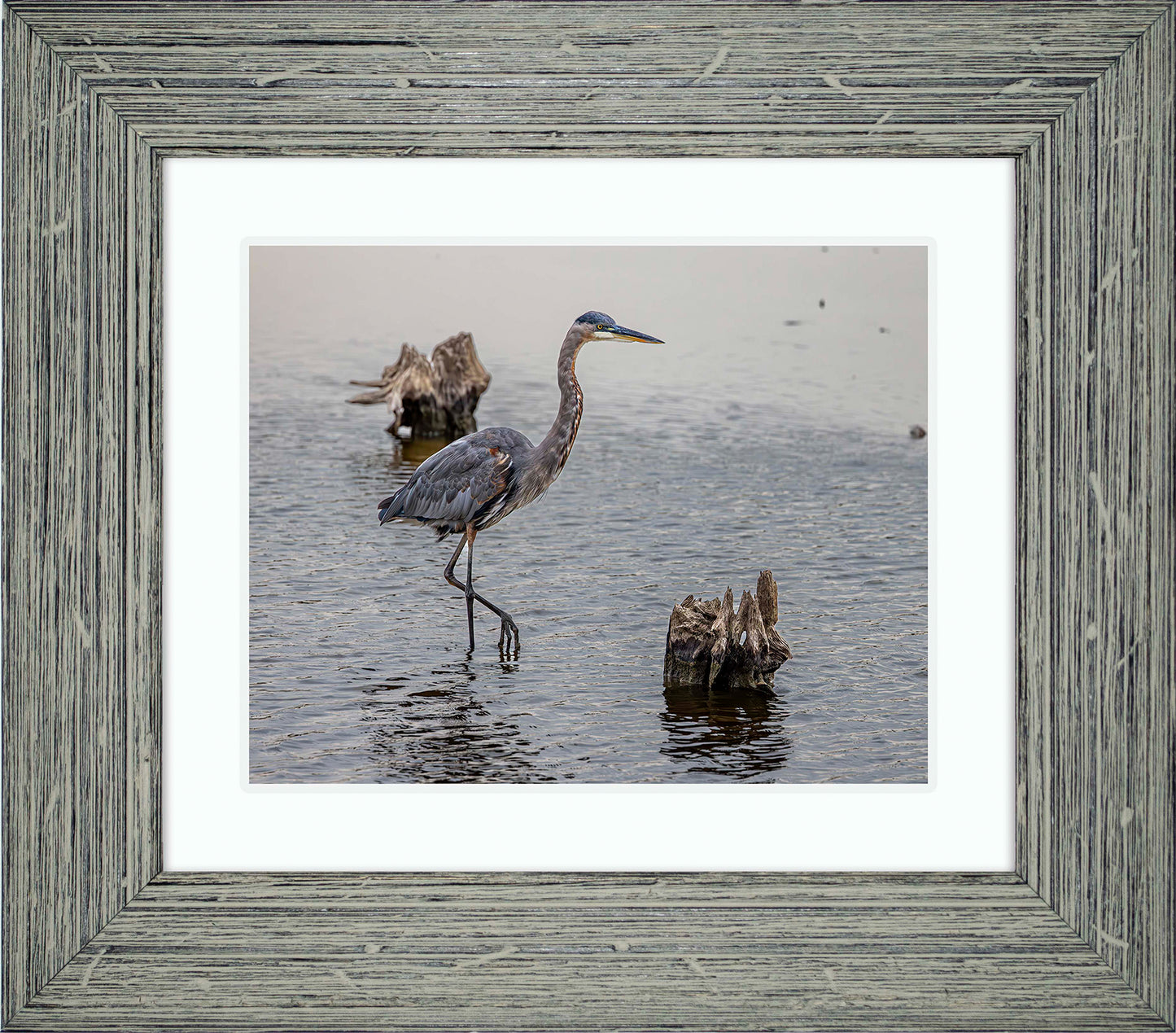 Great Blue at the Stumps -- Digital Print