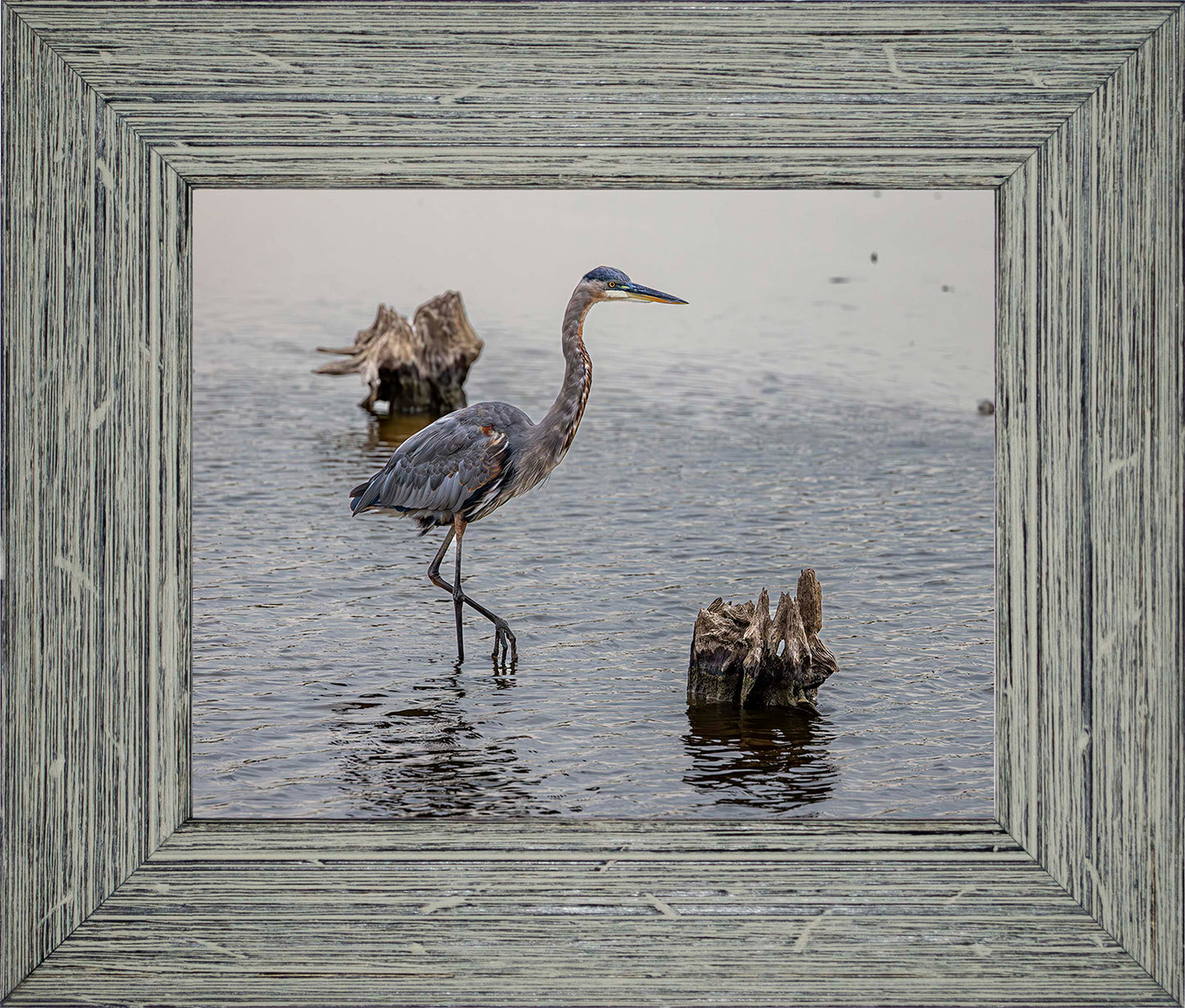 Great Blue at the Stumps -- Digital Print