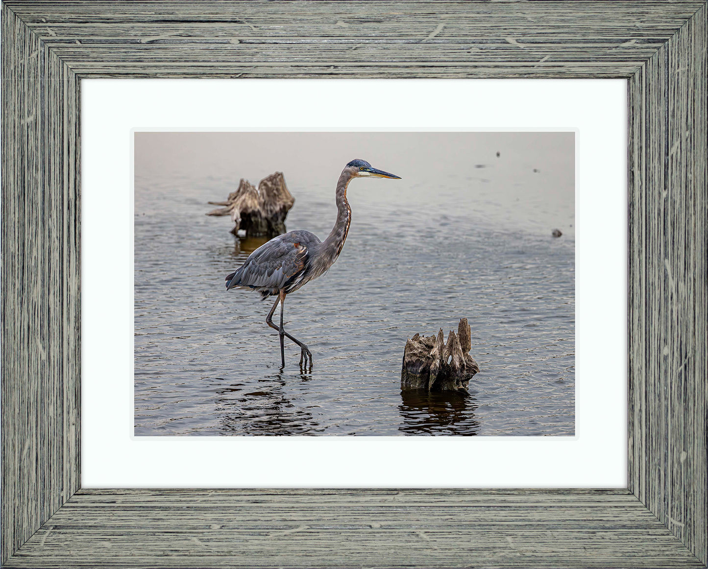 Great Blue at the Stumps -- Digital Print