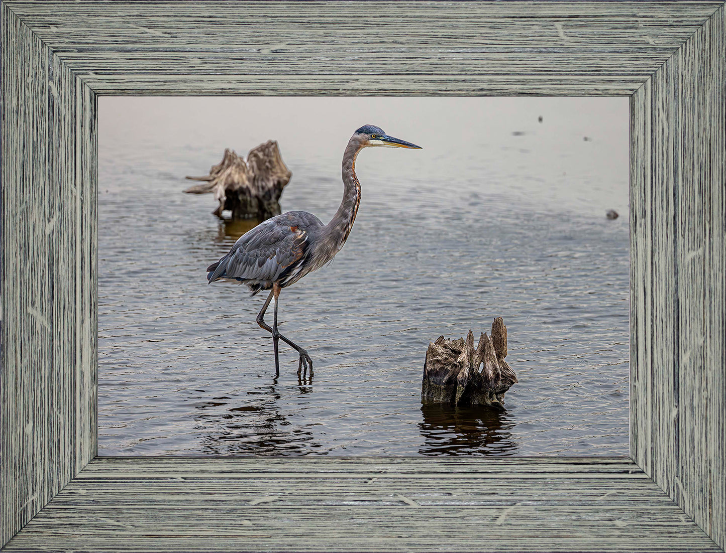 Great Blue at the Stumps -- Digital Print