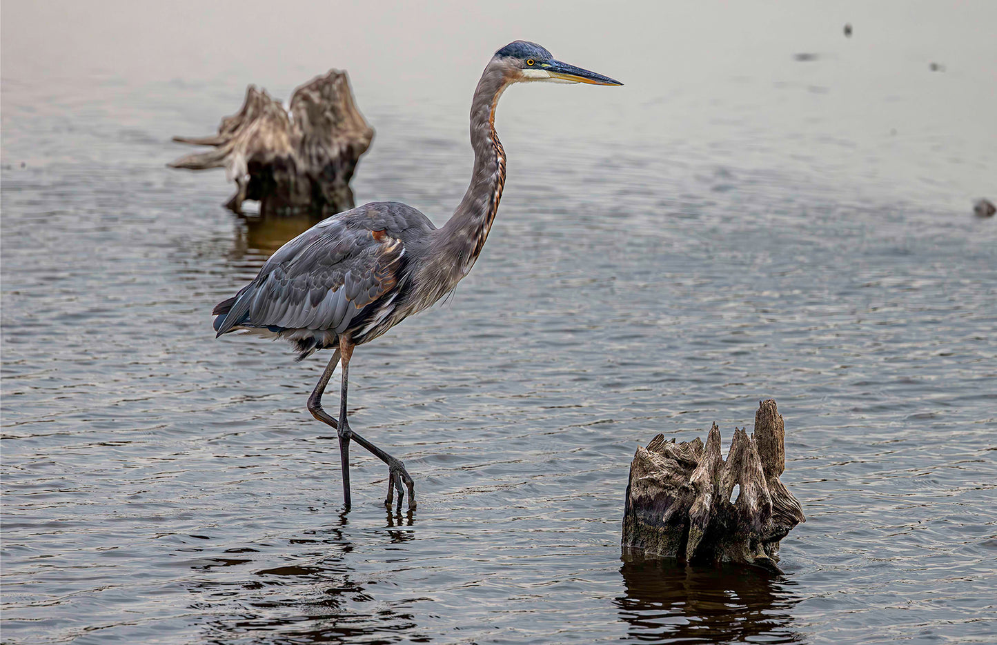 Great Blue at the Stumps -- Digital Print