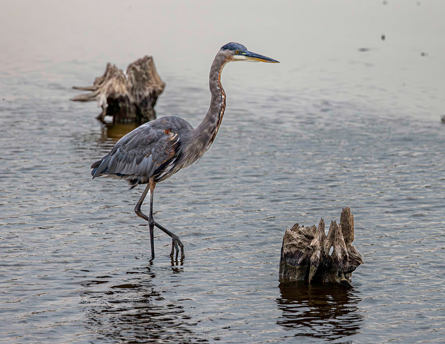 Great Blue at the Stumps -- Digital Print