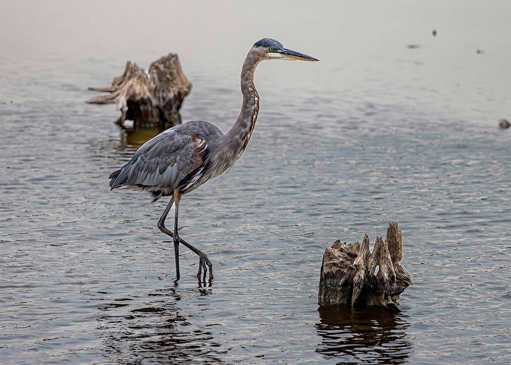 Great Blue at the Stumps -- Digital Print