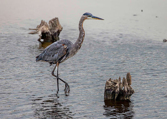 Great Blue at the Stumps -- Digital Print