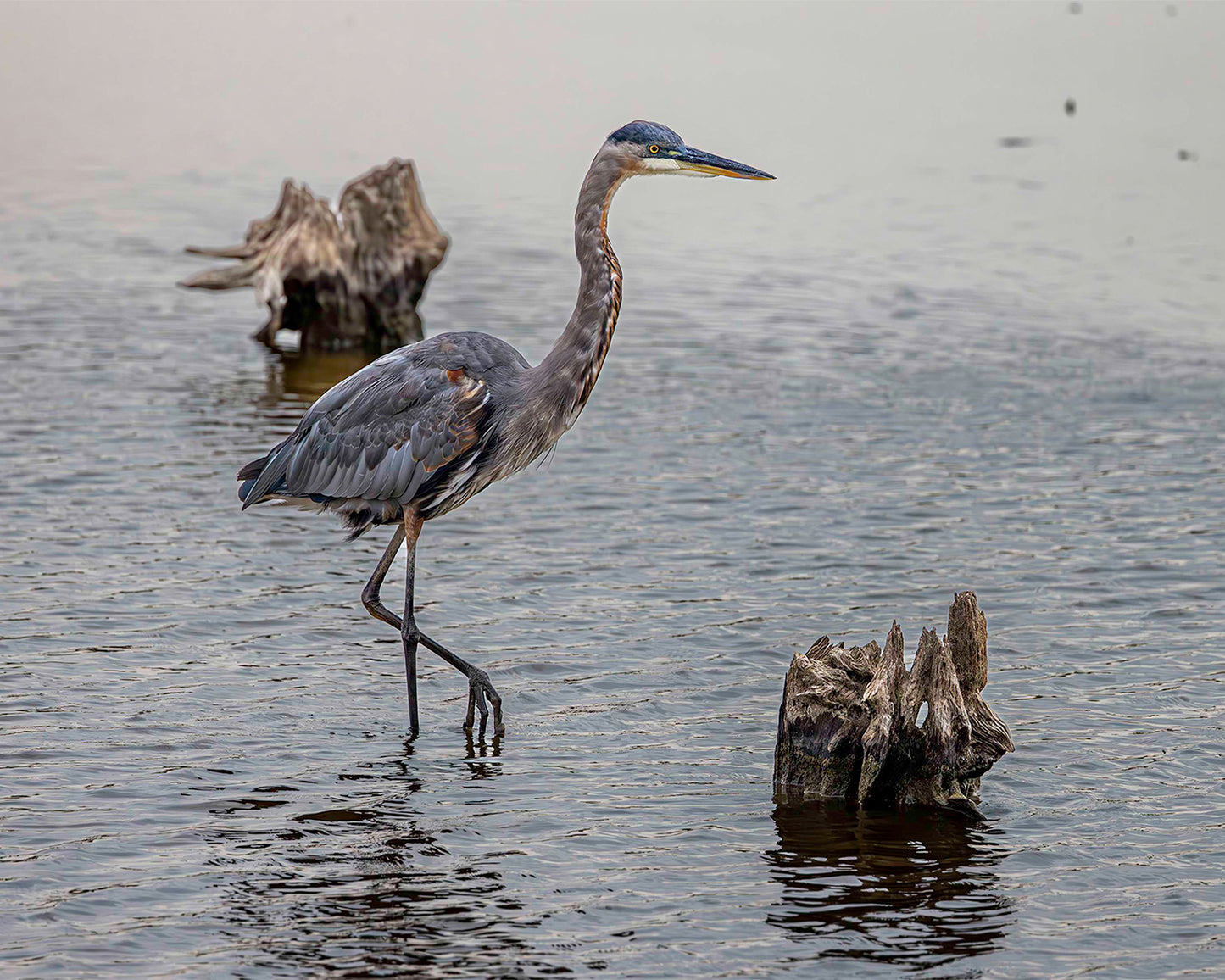 Great Blue at the Stumps -- Digital Print