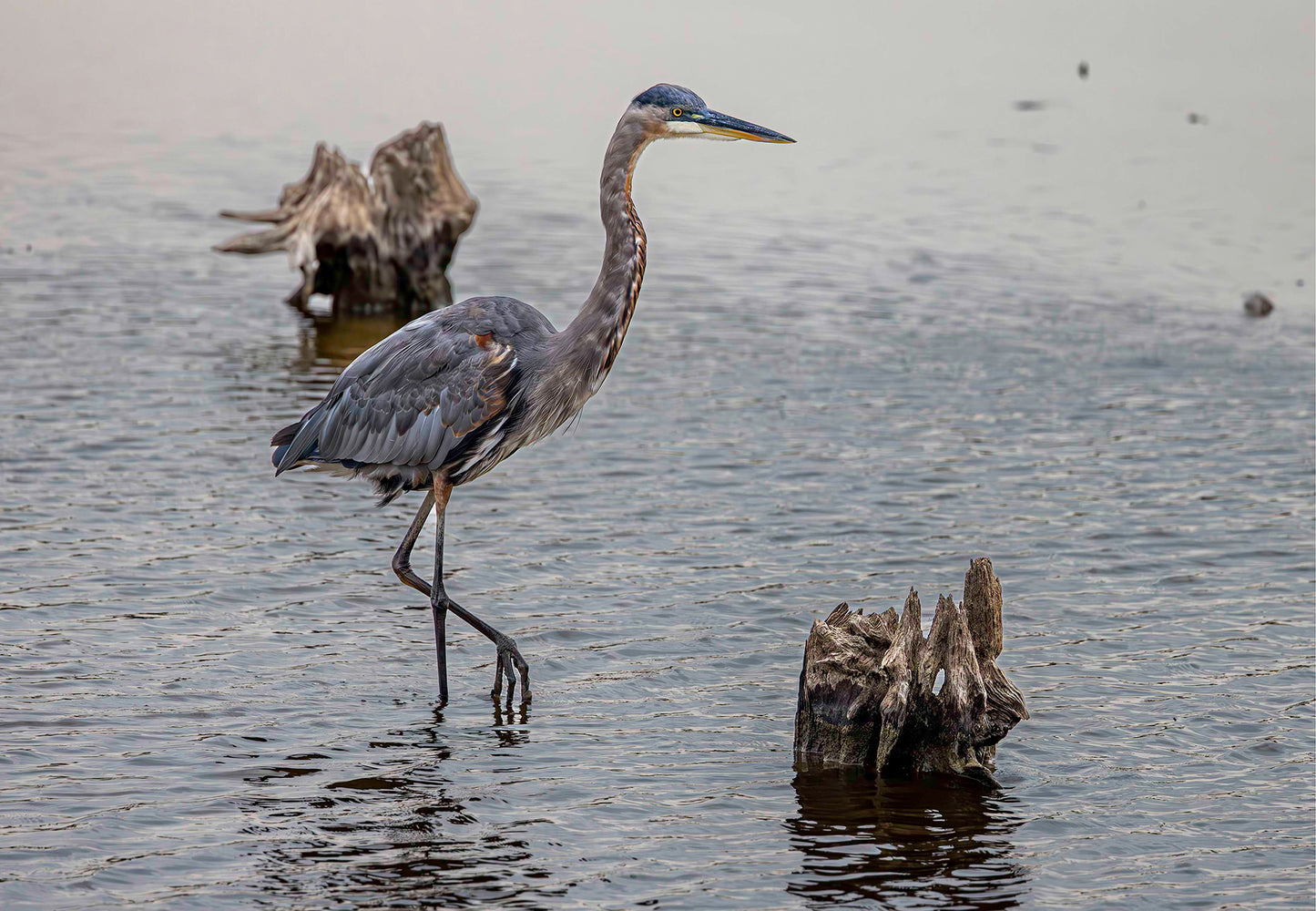 Great Blue at the Stumps -- Digital Print