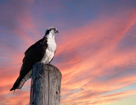 Lookin for a Fish -- HD Metal