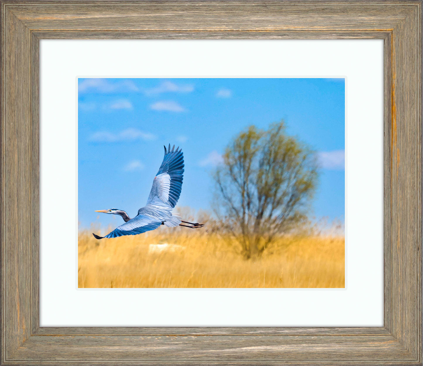 Messick Heron in Flight -- Digital Print