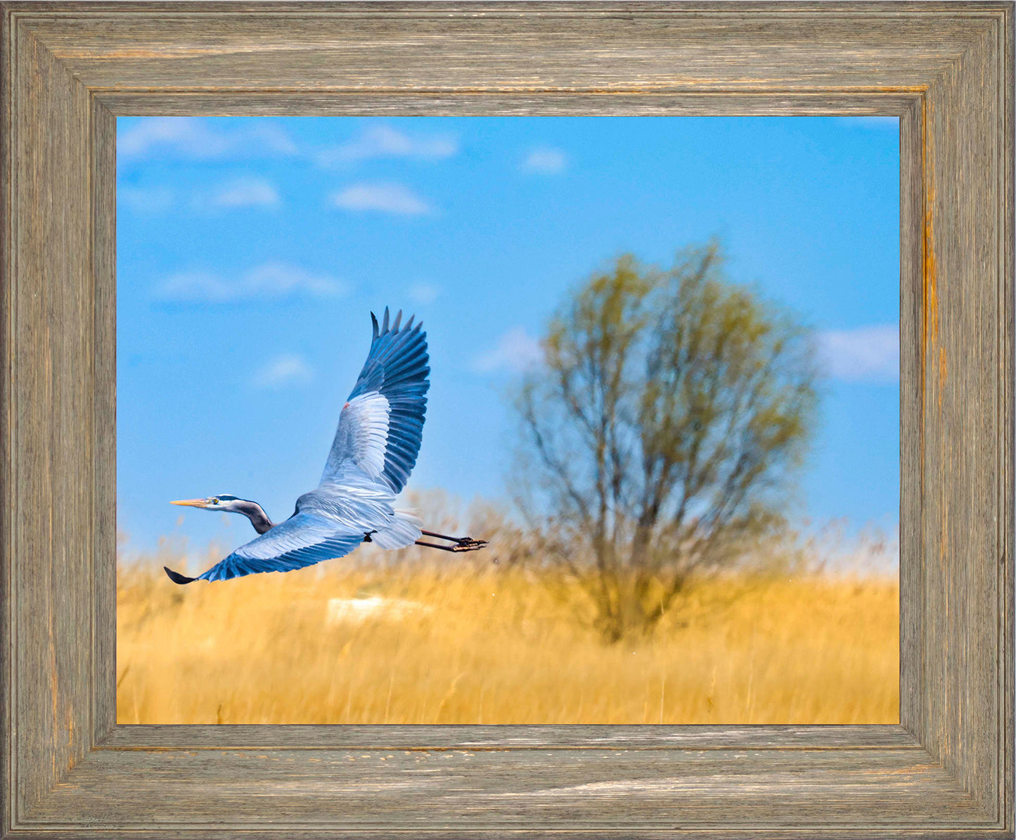 Messick Heron in Flight -- Digital Print