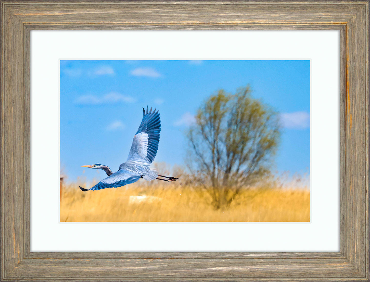 Messick Heron in Flight -- Digital Print