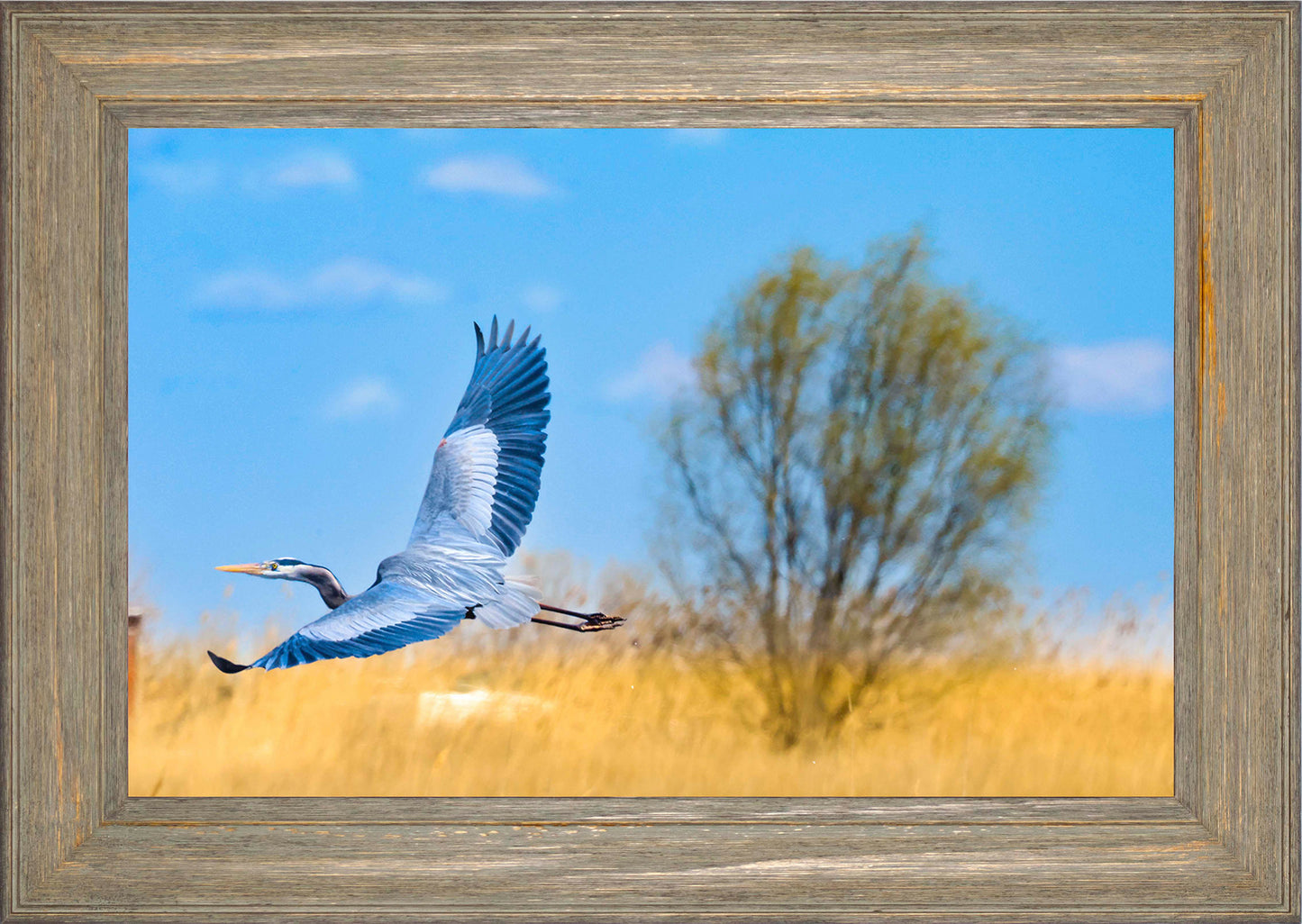 Messick Heron in Flight -- Digital Print