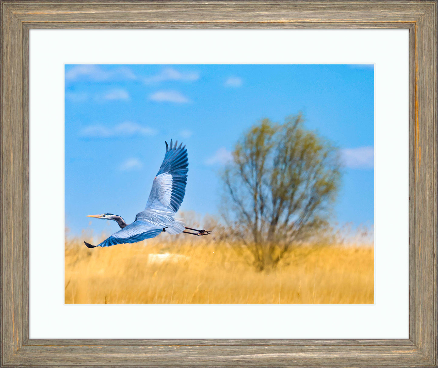 Messick Heron in Flight -- Digital Print