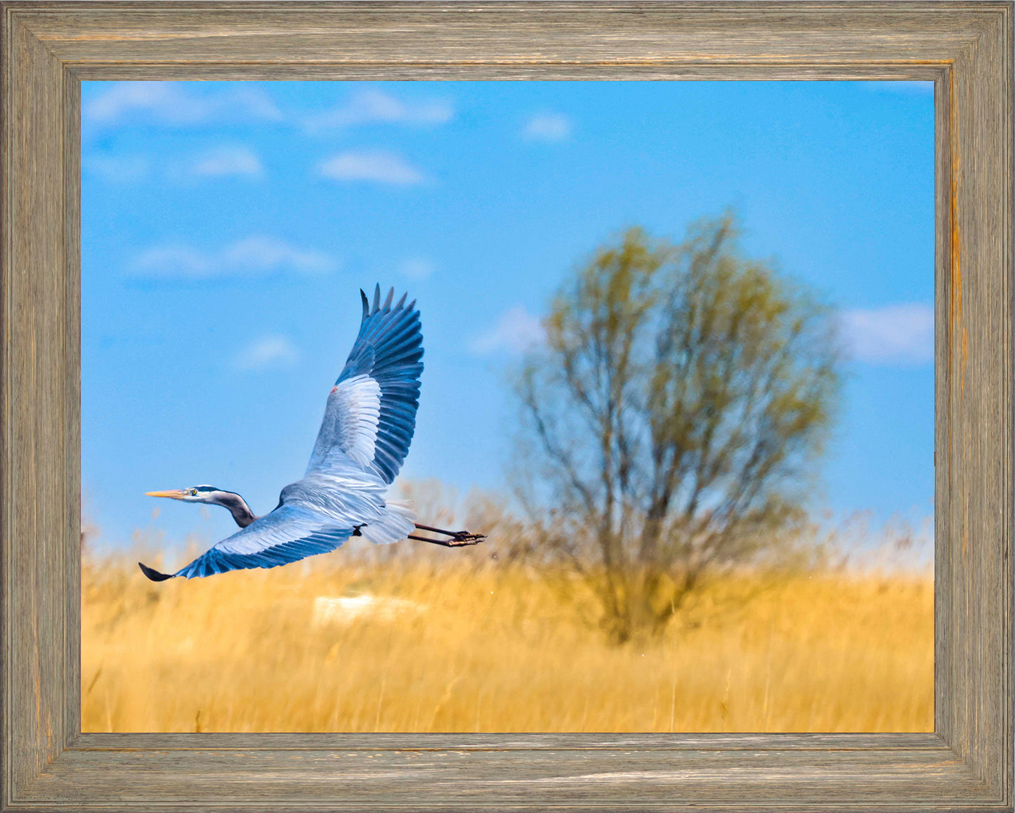 Messick Heron in Flight -- Digital Print