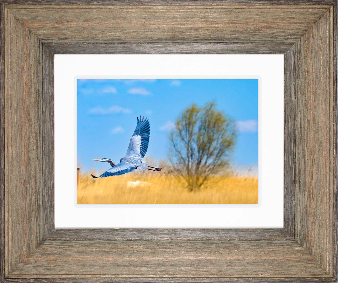 Messick Heron in Flight -- Digital Print
