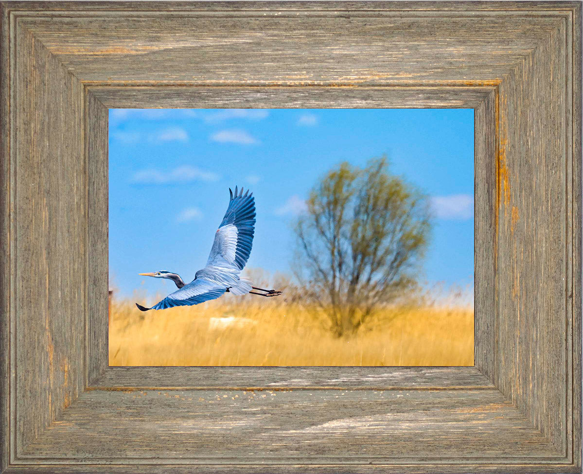 Messick Heron in Flight -- Digital Print