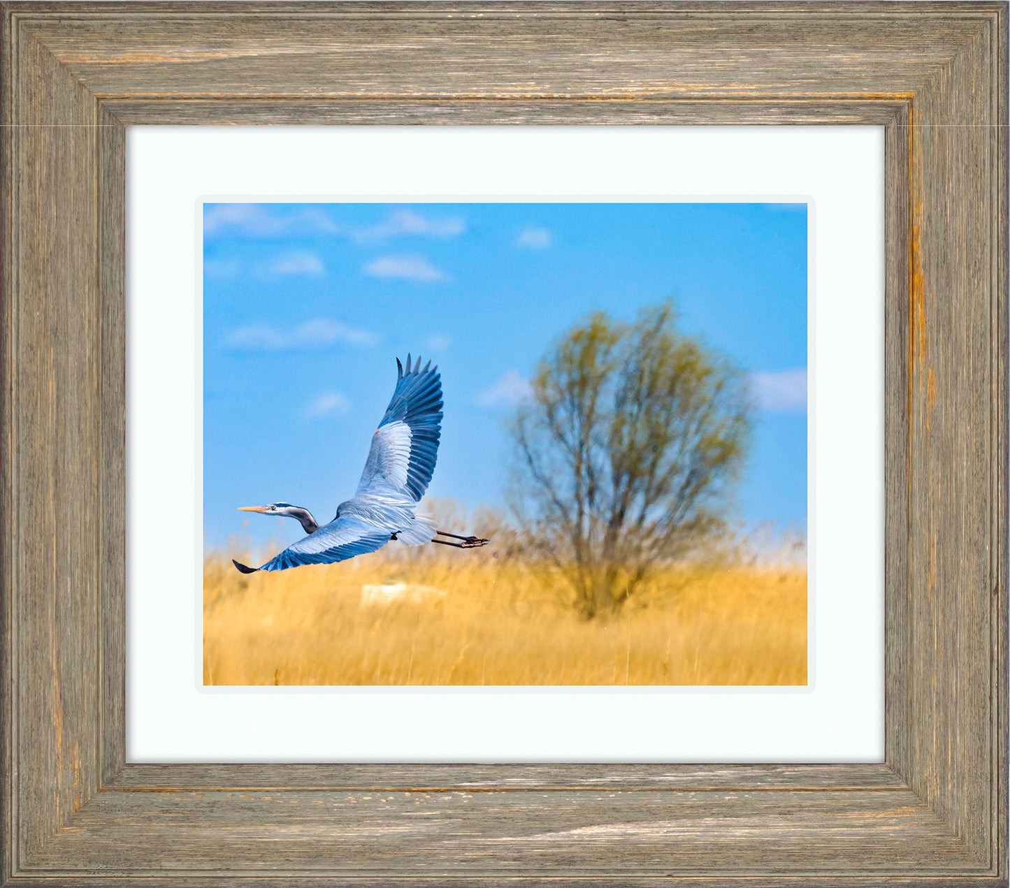 Messick Heron in Flight -- Digital Print