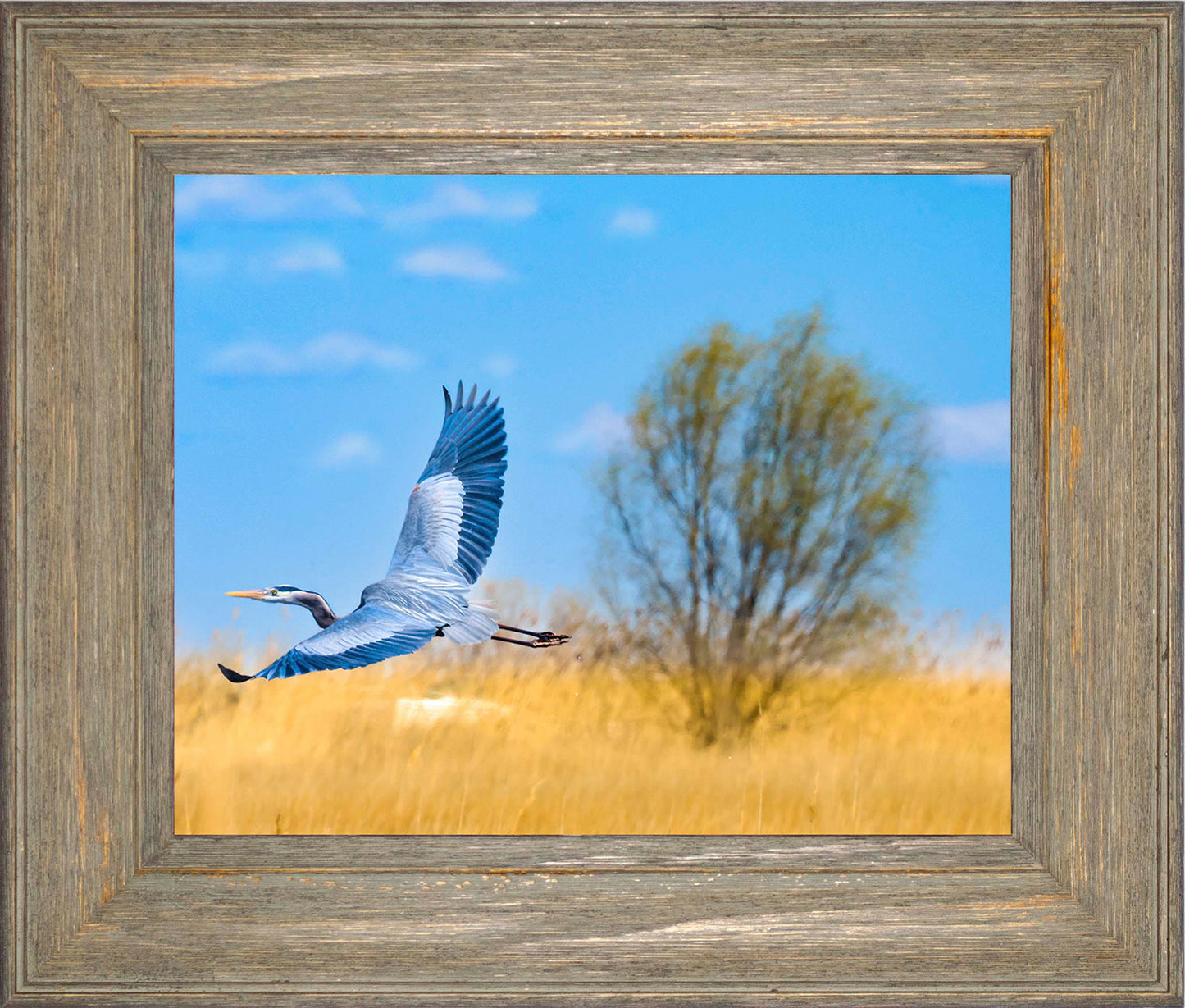 Messick Heron in Flight -- Digital Print