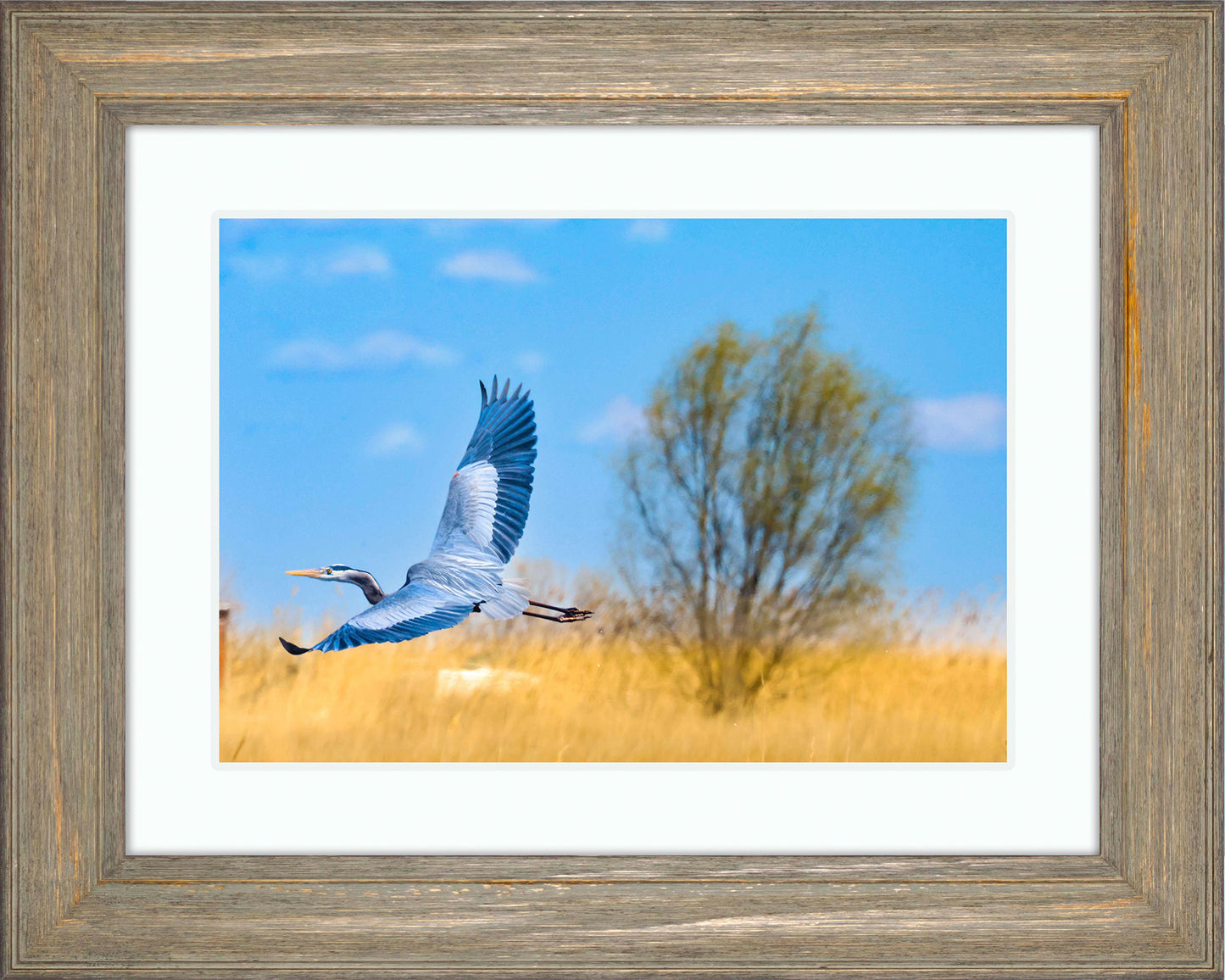 Messick Heron in Flight -- Digital Print