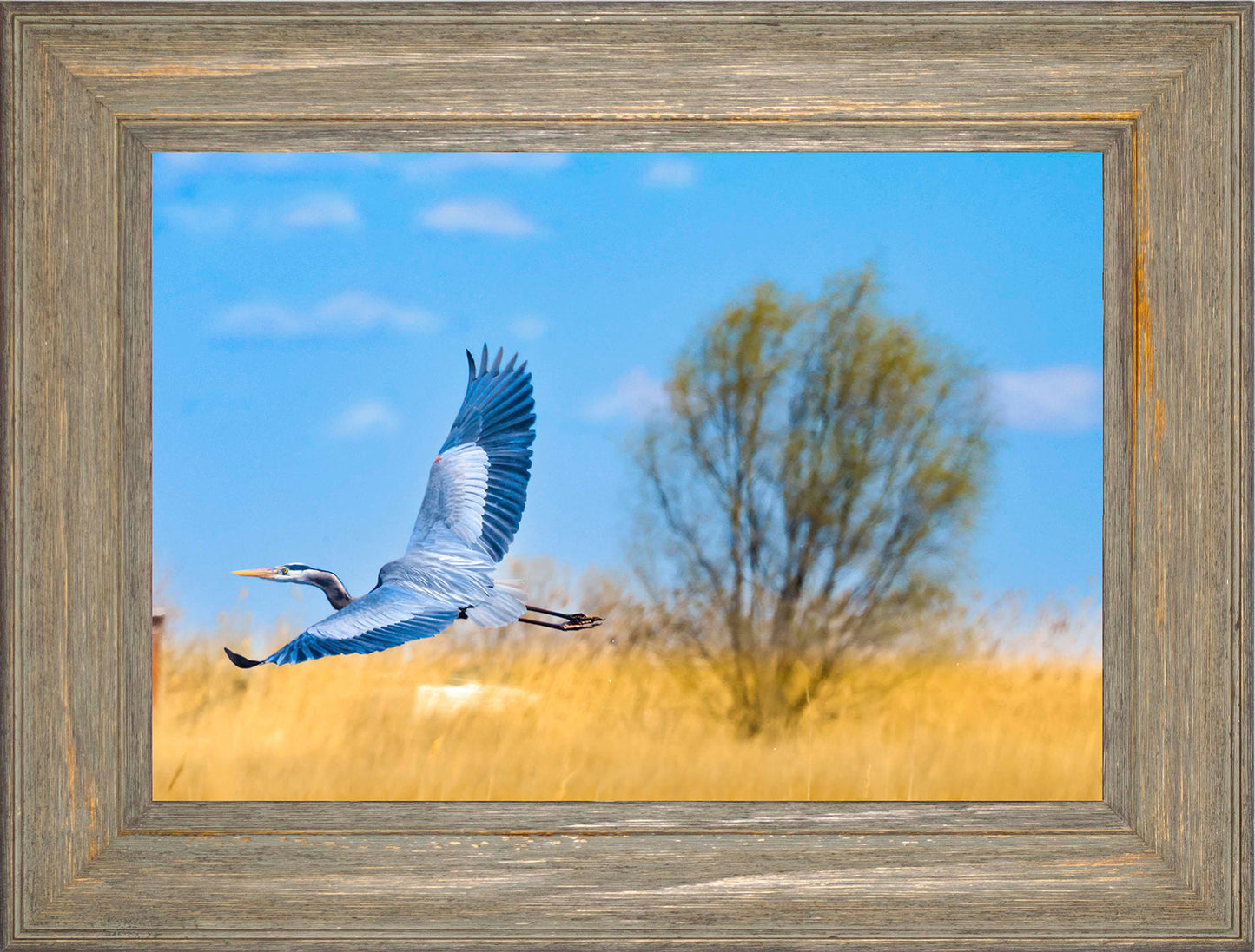 Messick Heron in Flight -- Digital Print
