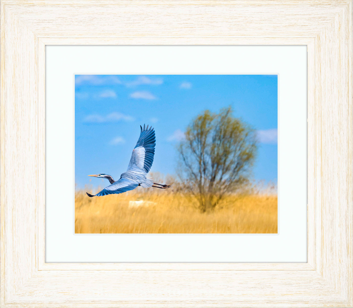 Messick Heron in Flight -- Digital Print