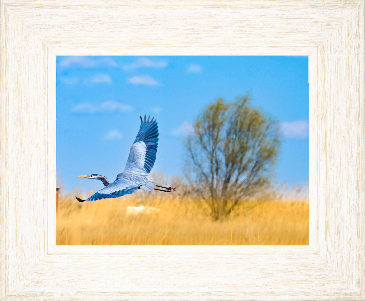 Messick Heron in Flight -- Digital Print