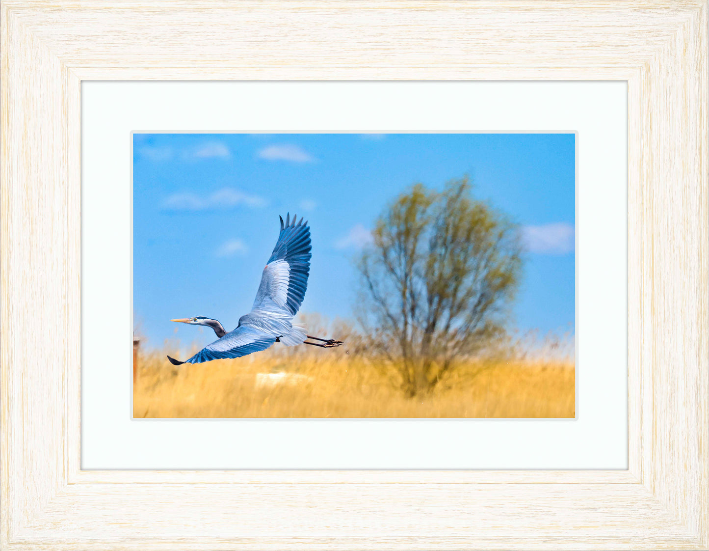 Messick Heron in Flight -- Digital Print