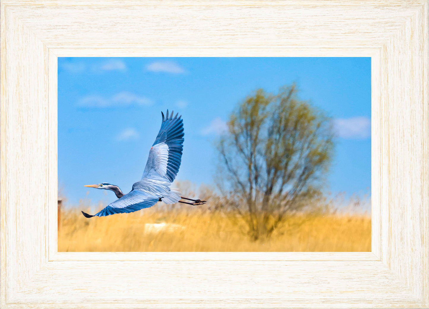 Messick Heron in Flight -- Digital Print