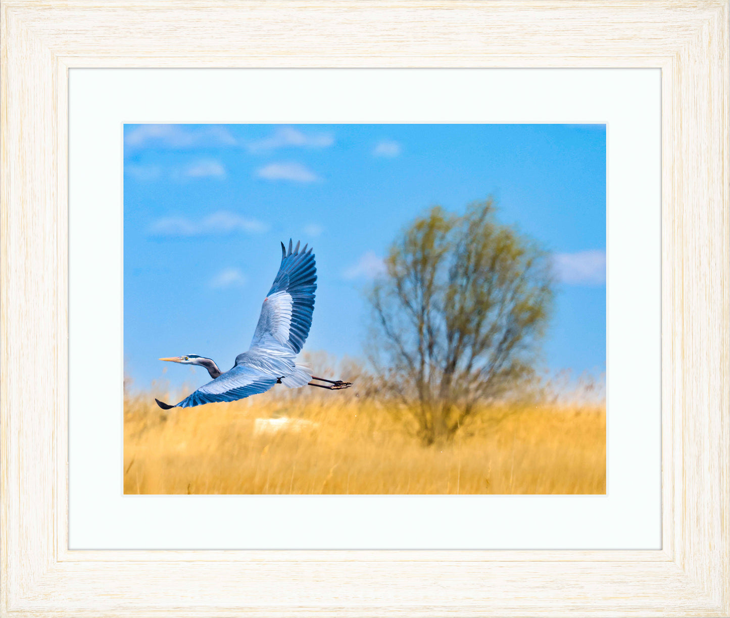 Messick Heron in Flight -- Digital Print