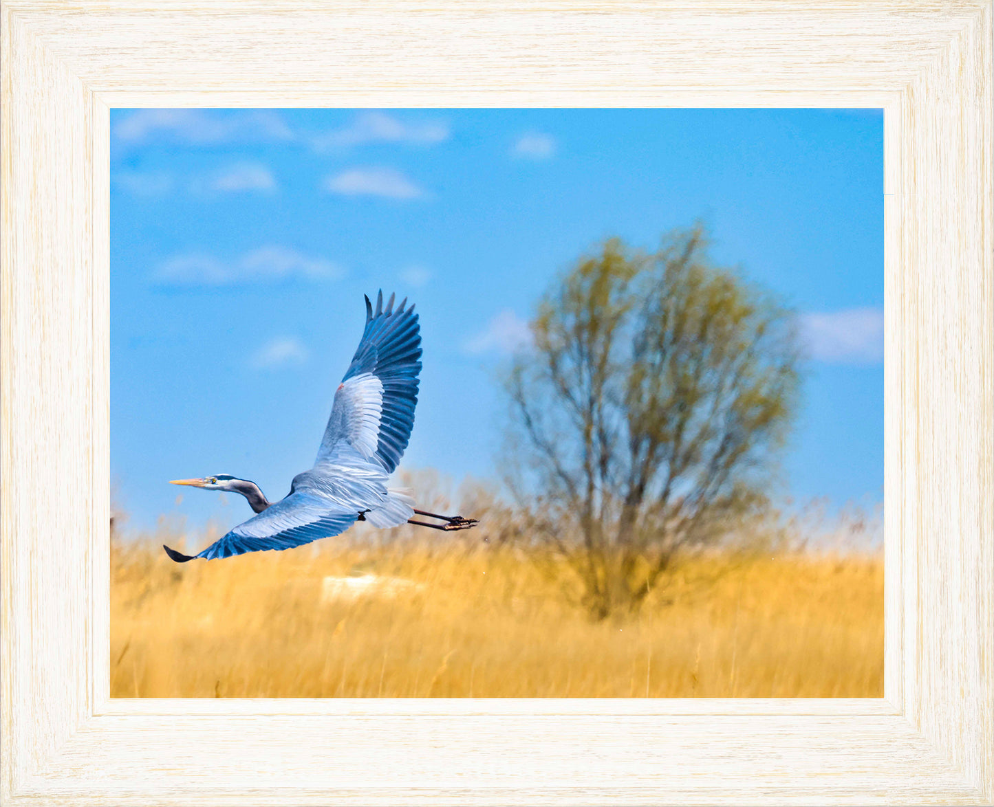 Messick Heron in Flight -- Digital Print