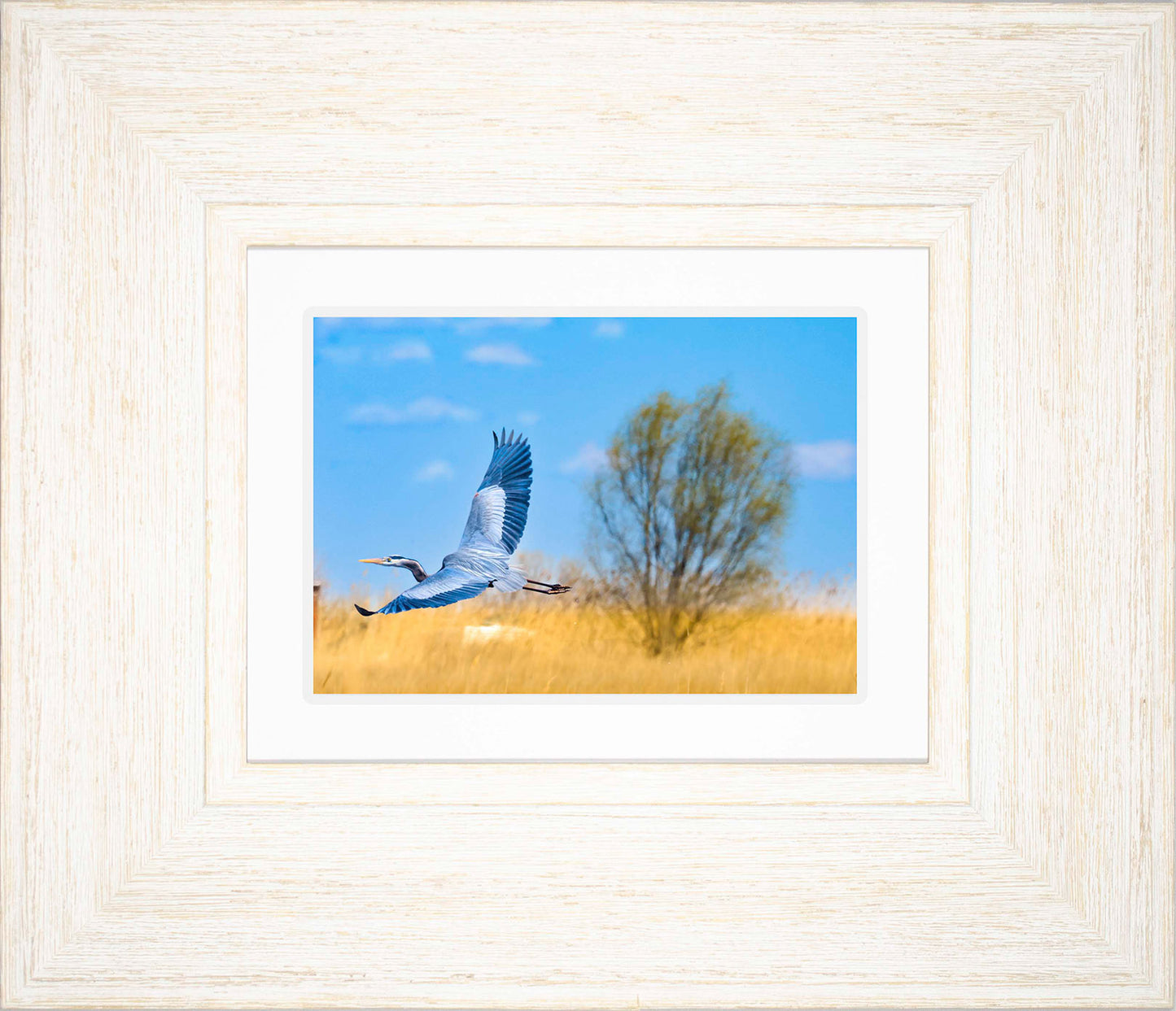 Messick Heron in Flight -- Digital Print