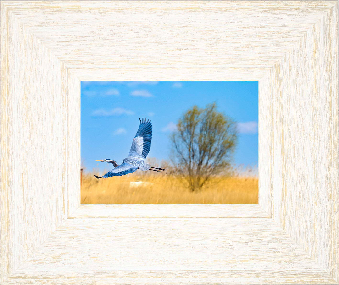 Messick Heron in Flight -- Digital Print