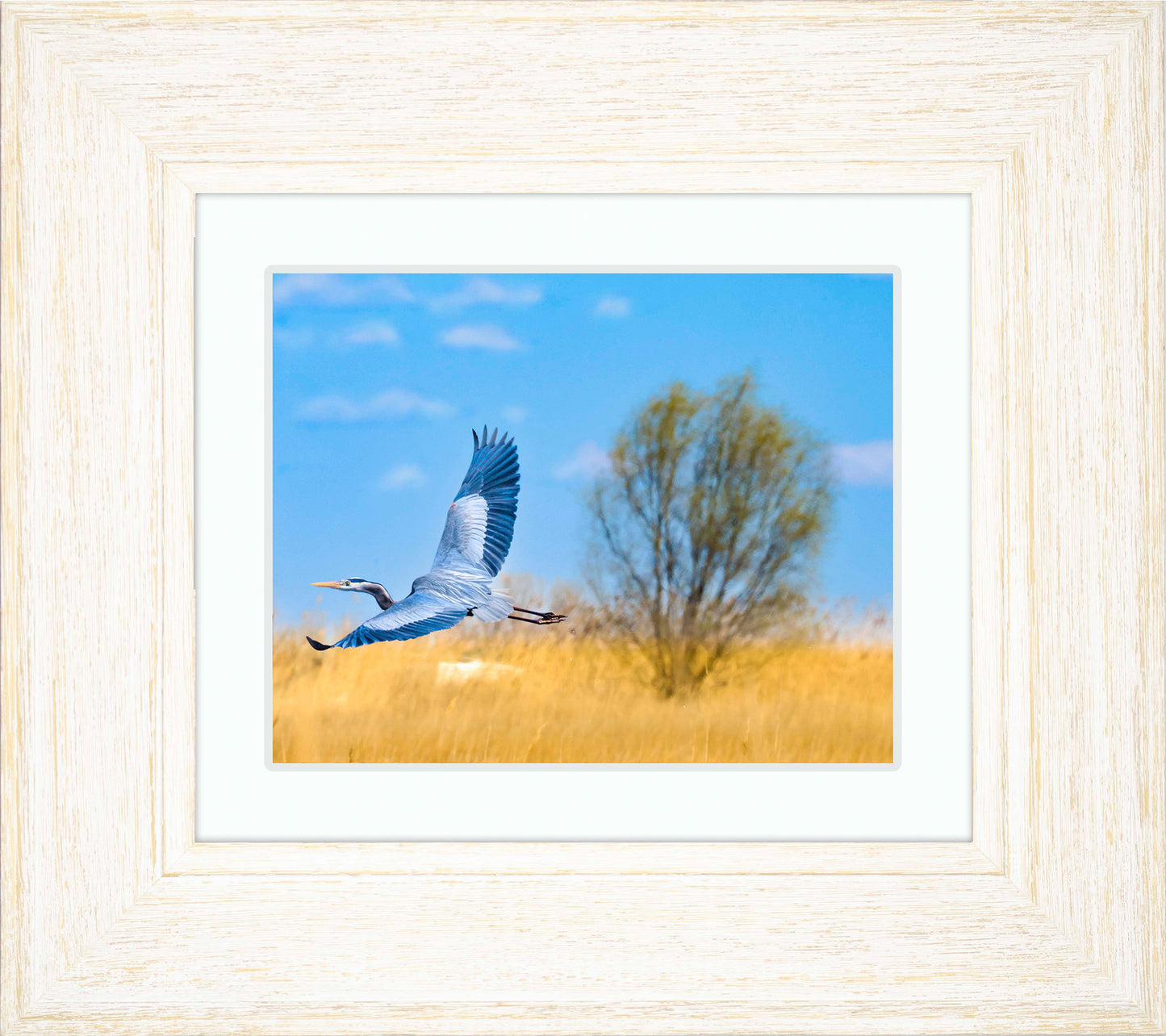 Messick Heron in Flight -- Digital Print