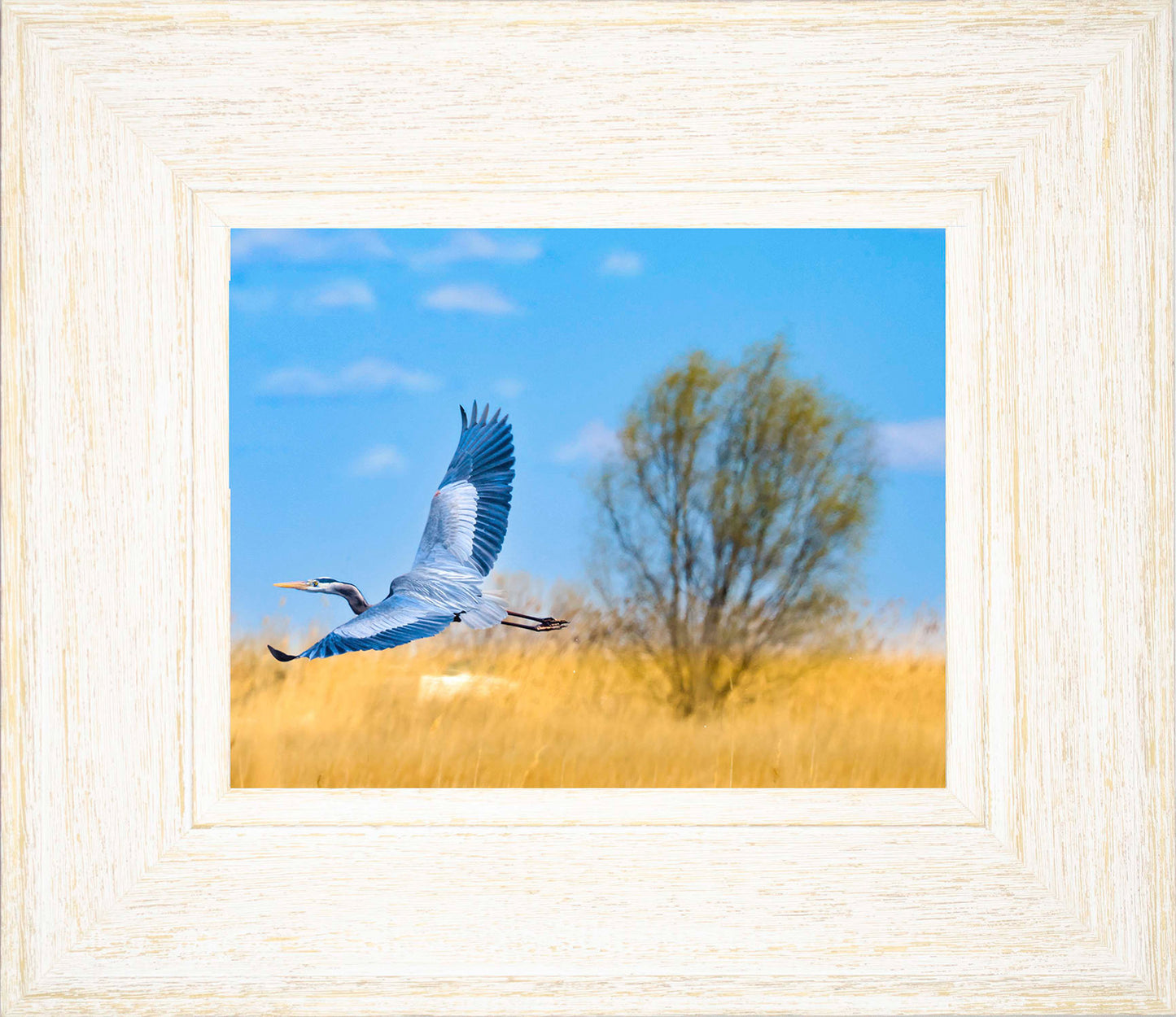 Messick Heron in Flight -- Digital Print