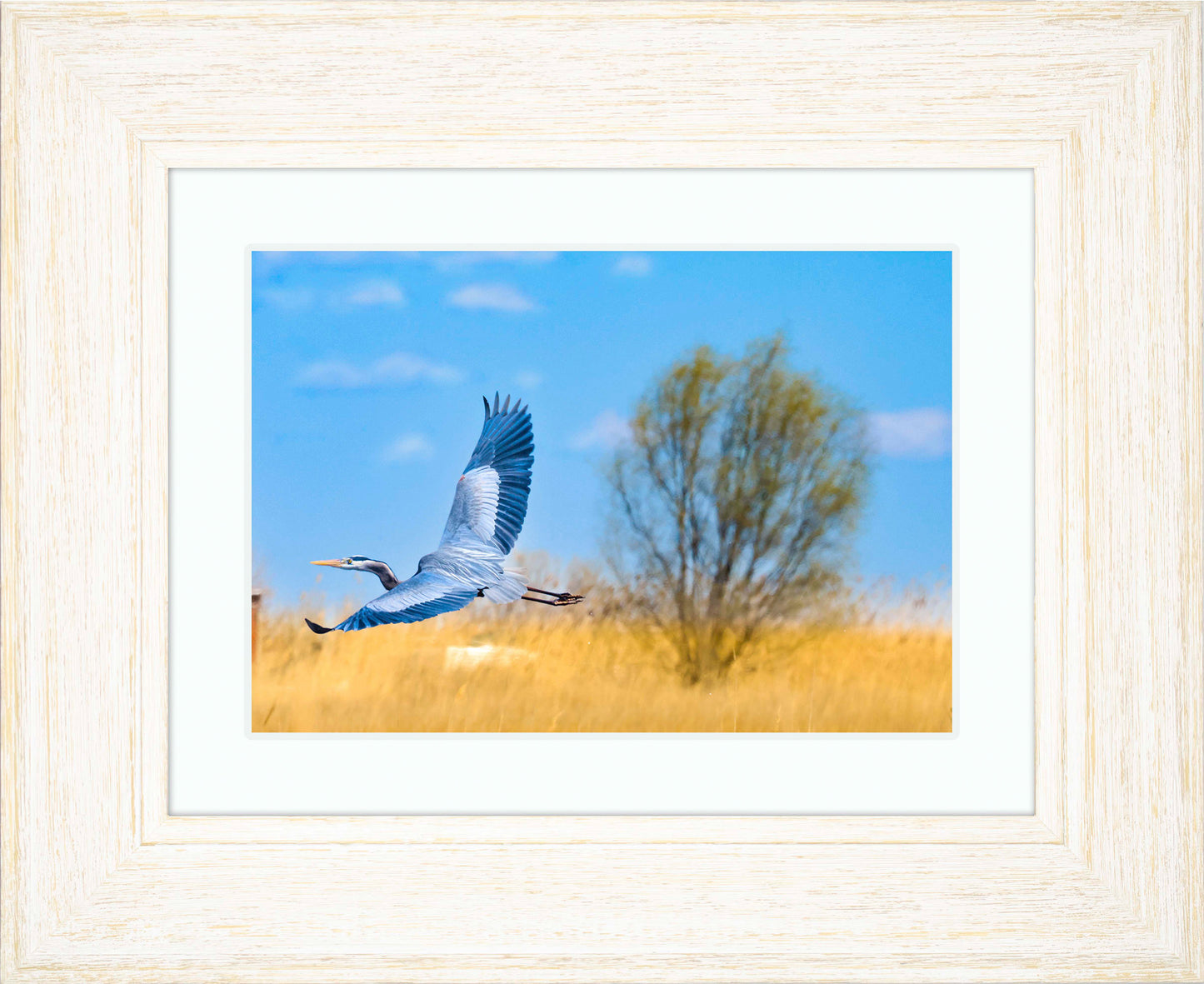 Messick Heron in Flight -- Digital Print