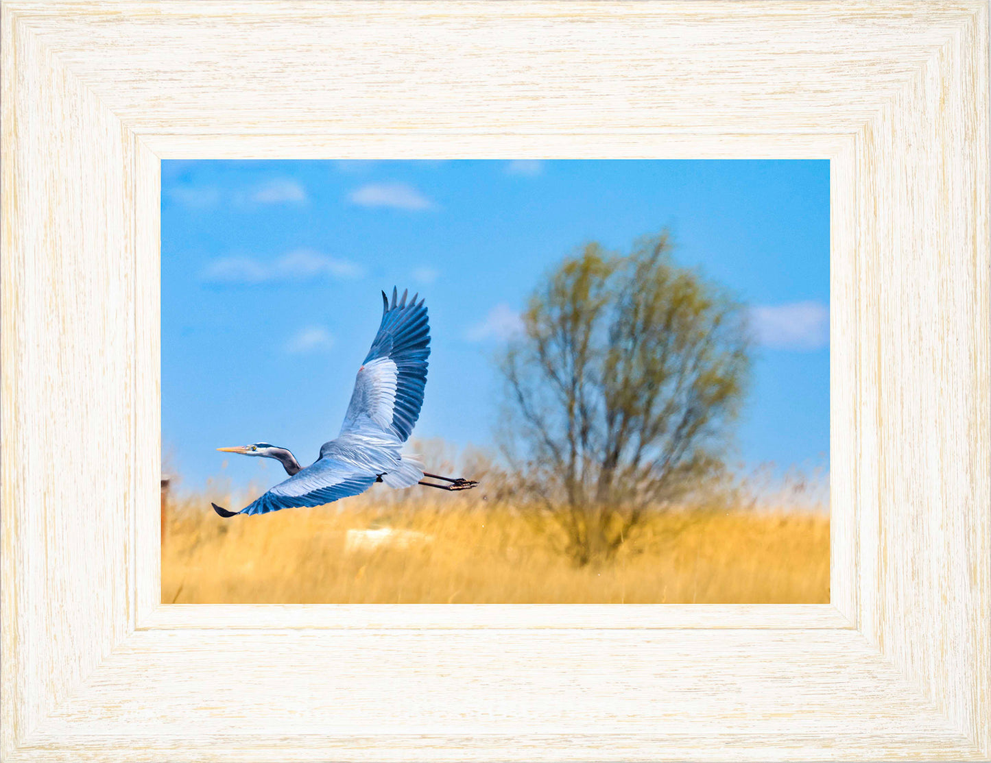 Messick Heron in Flight -- Digital Print