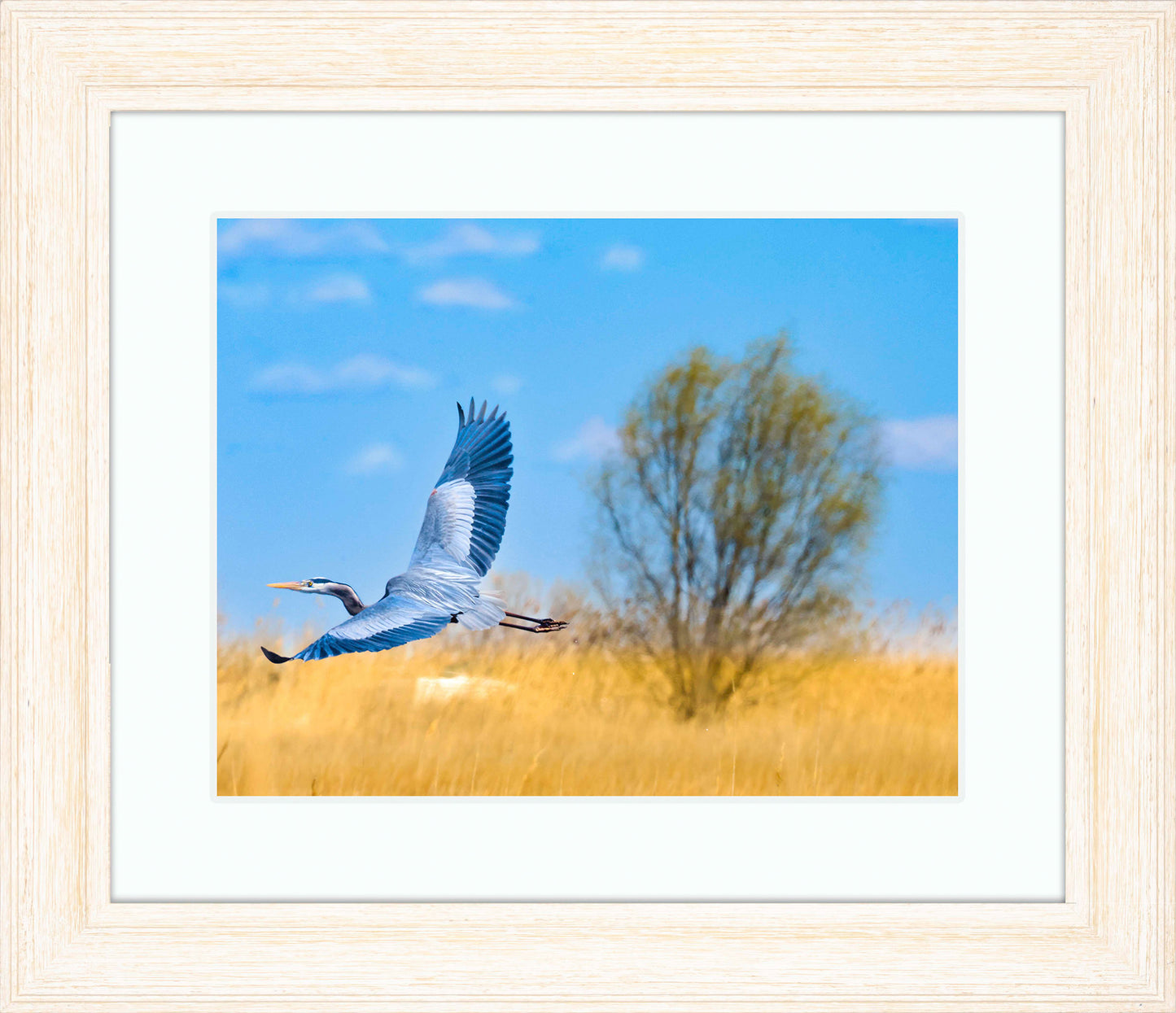Messick Heron in Flight -- Digital Print