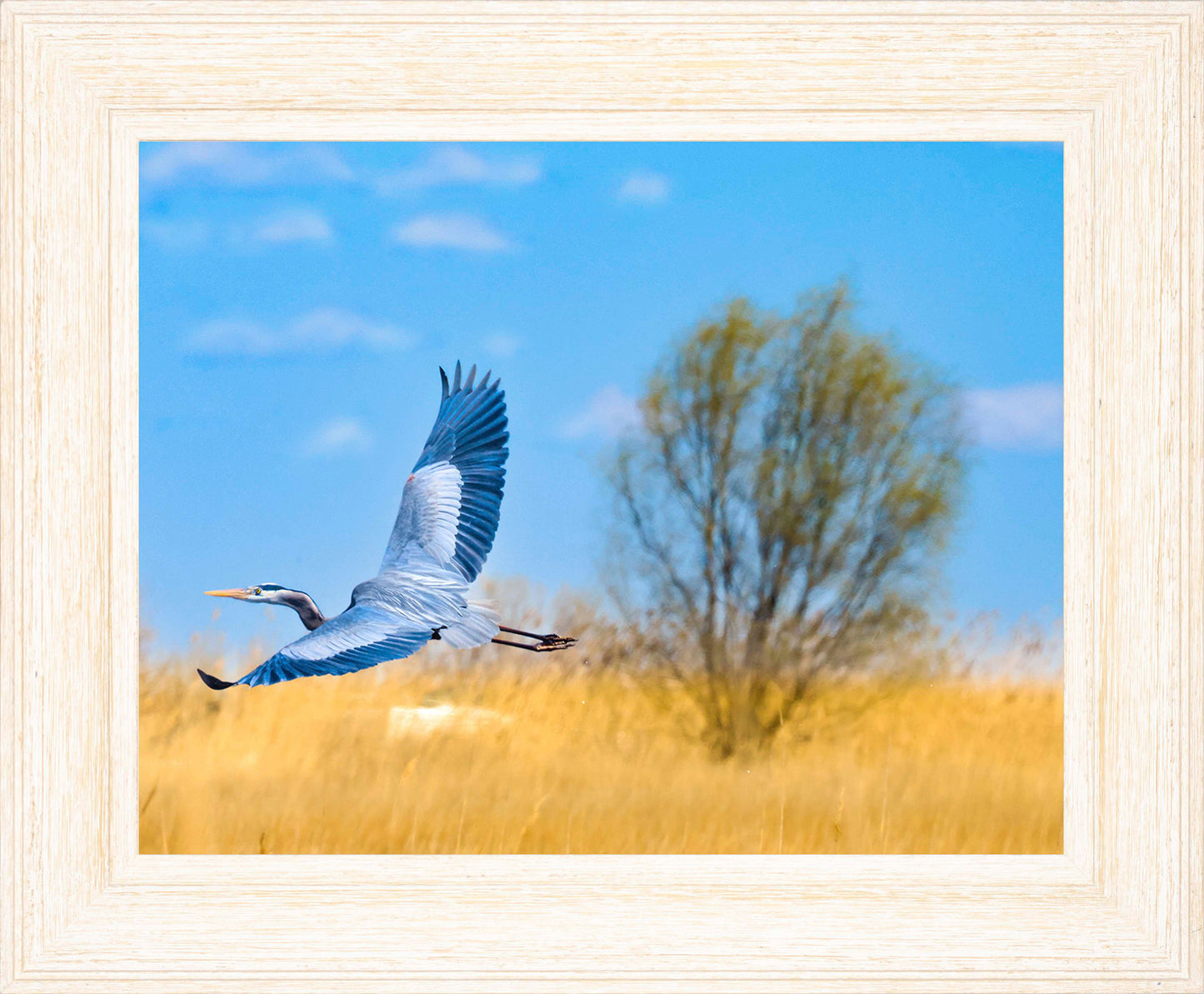 Messick Heron in Flight -- Digital Print