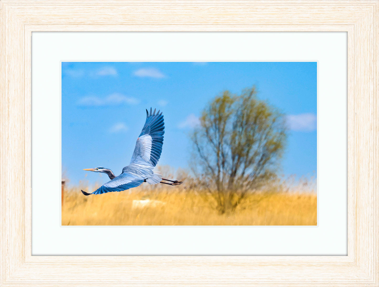 Messick Heron in Flight -- Digital Print