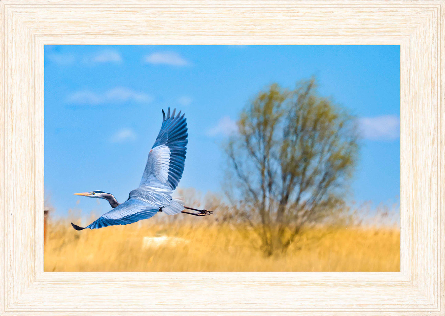 Messick Heron in Flight -- Digital Print