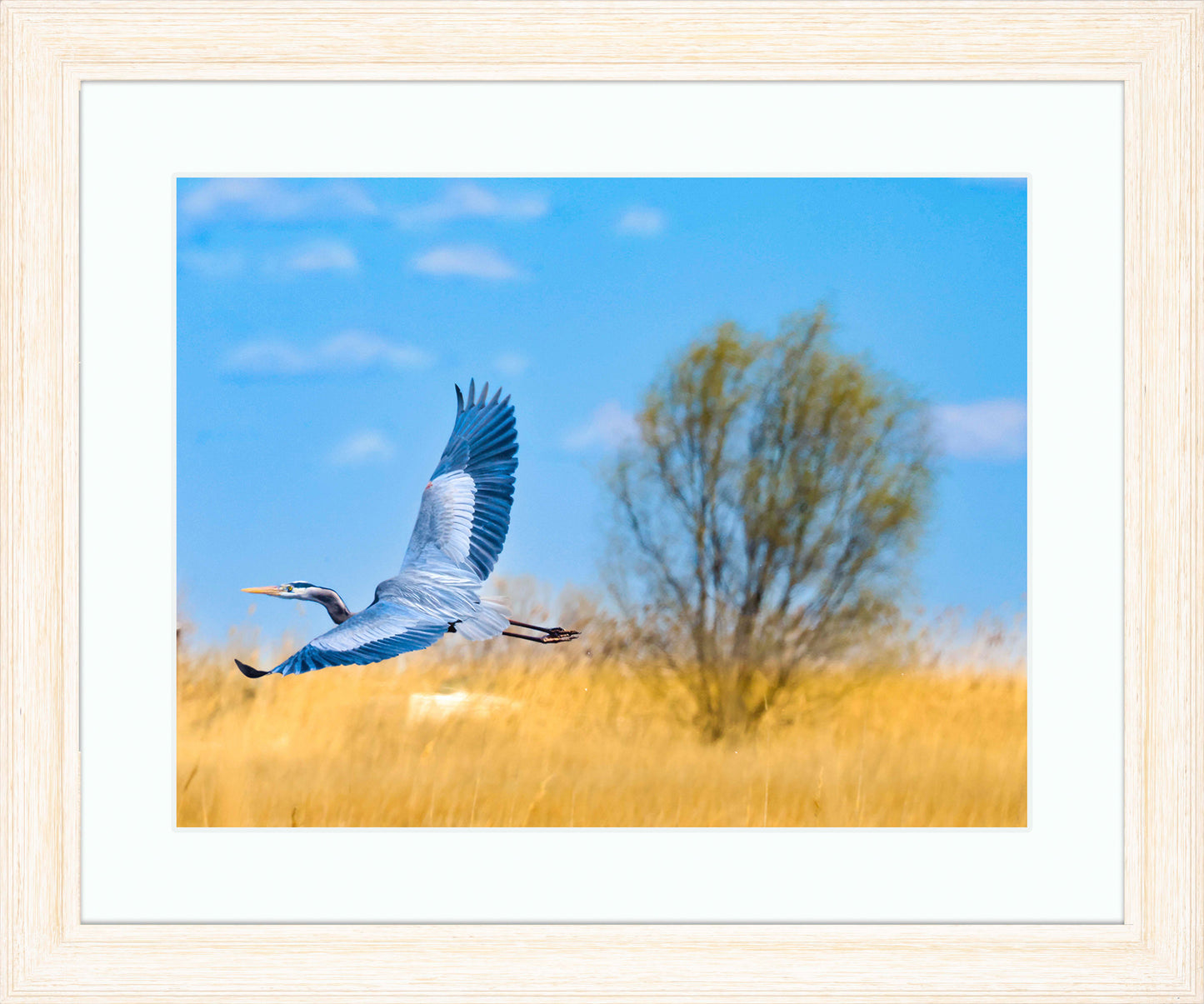Messick Heron in Flight -- Digital Print