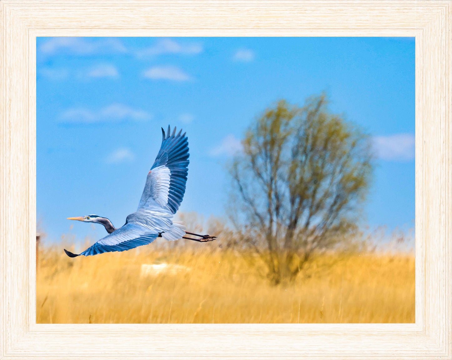 Messick Heron in Flight -- Digital Print