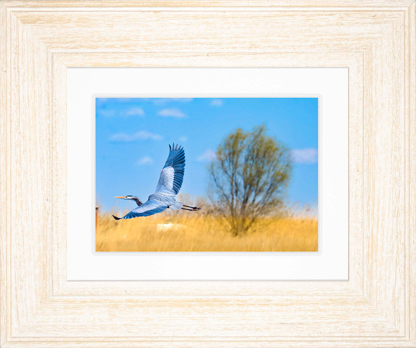 Messick Heron in Flight -- Digital Print