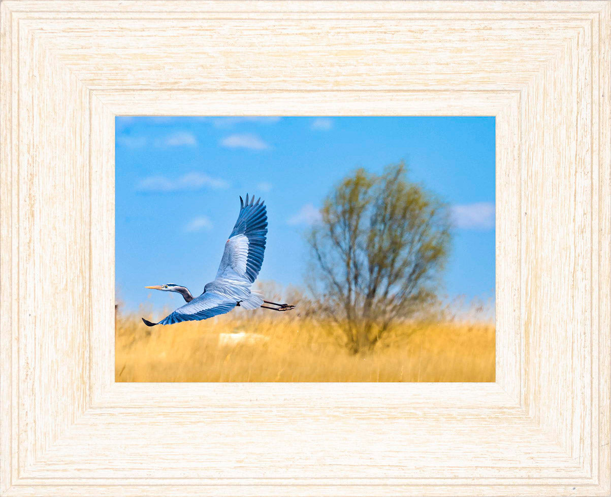 Messick Heron in Flight -- Digital Print