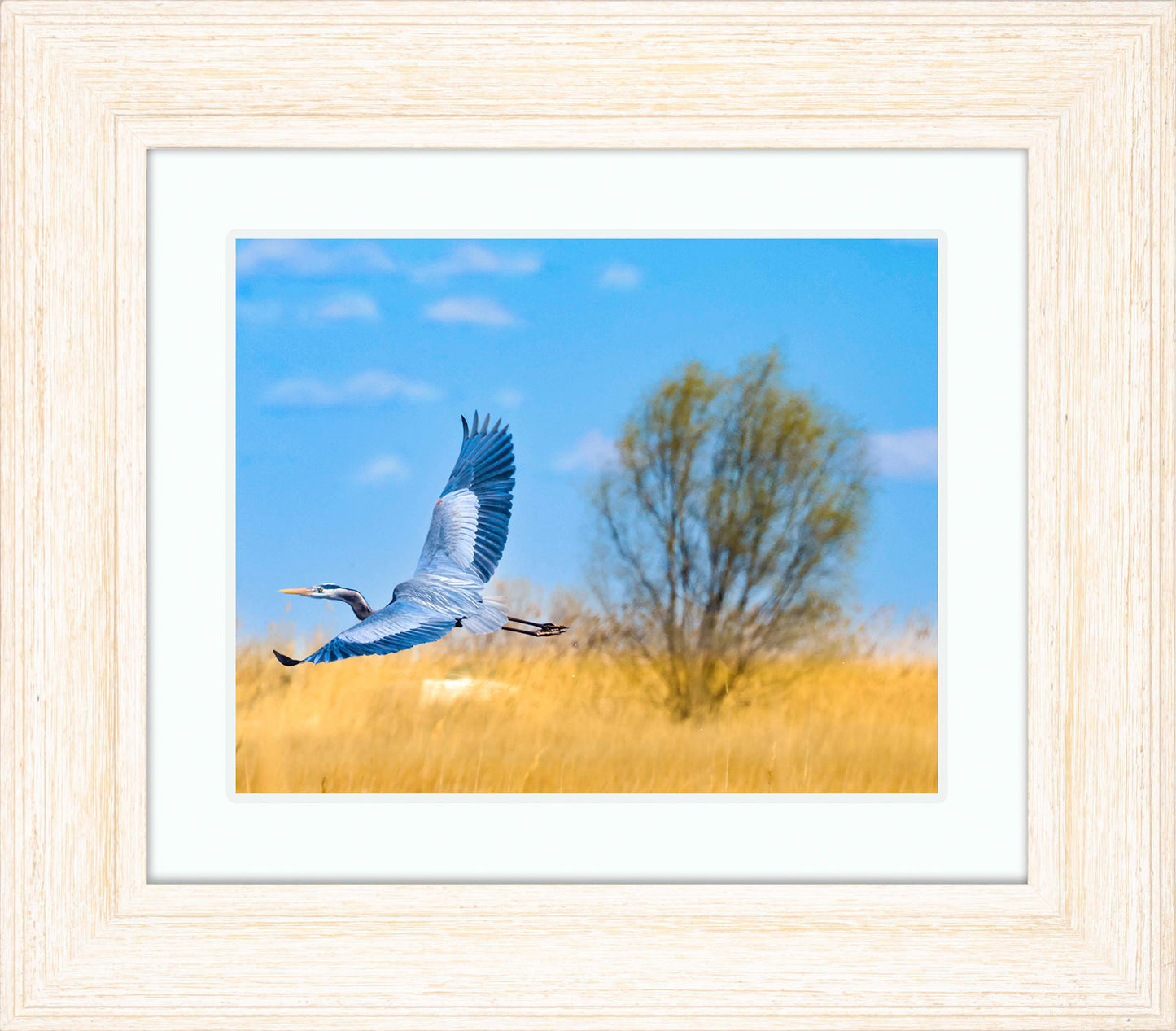 Messick Heron in Flight -- Digital Print