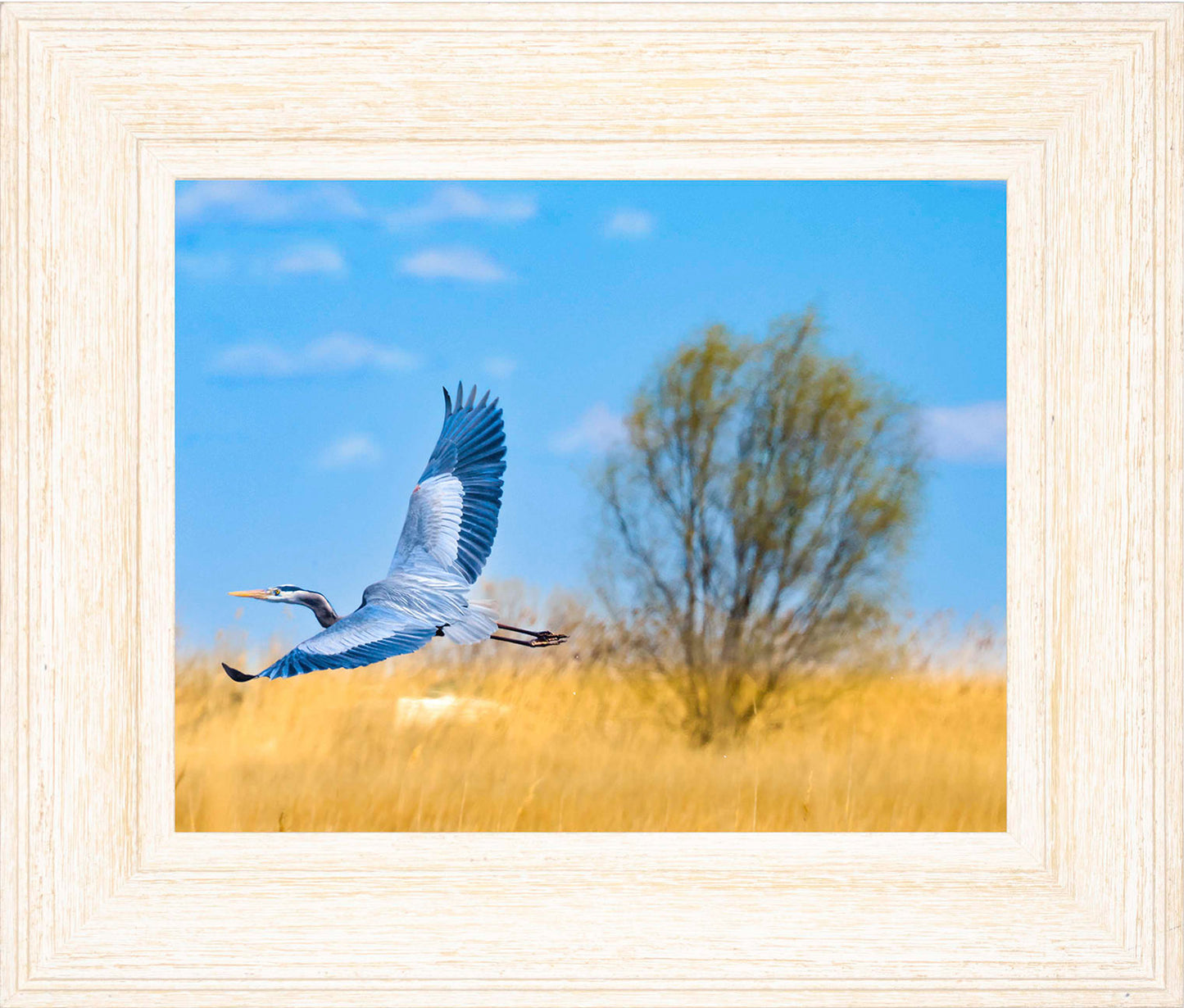 Messick Heron in Flight -- Digital Print