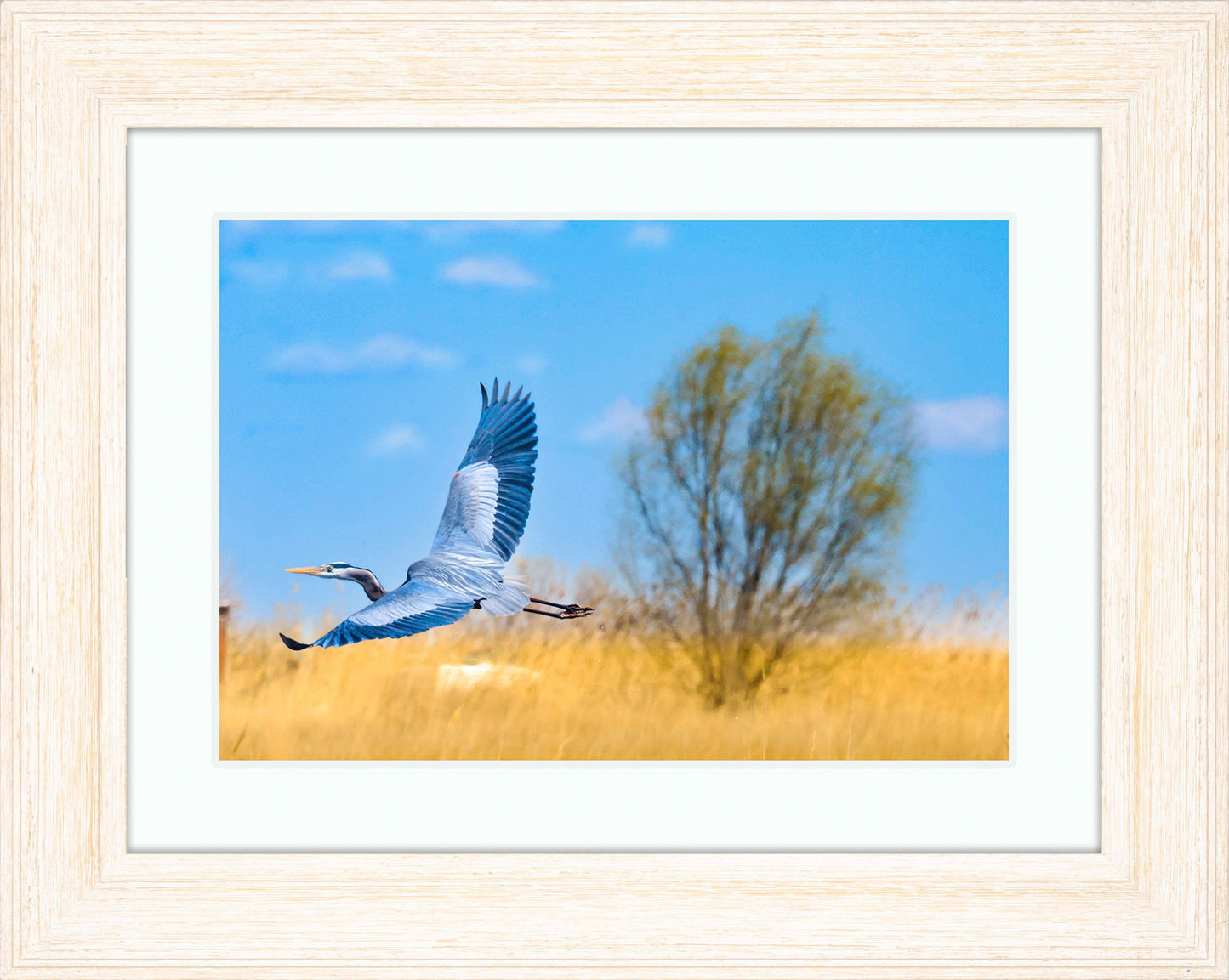 Messick Heron in Flight -- Digital Print