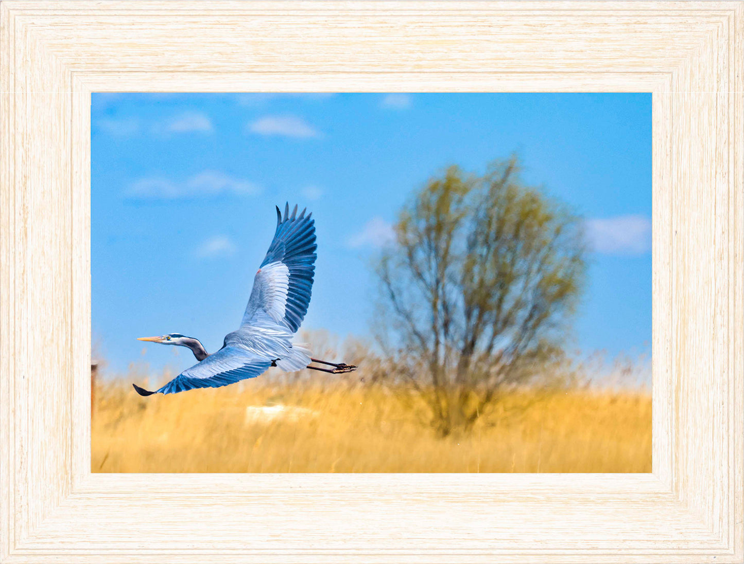Messick Heron in Flight -- Digital Print