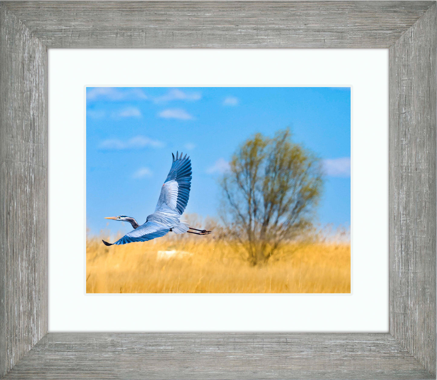 Messick Heron in Flight -- Digital Print